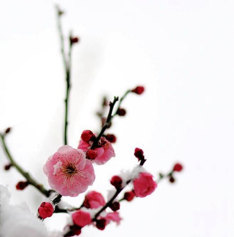 梅花的寓意和花语是什么？
