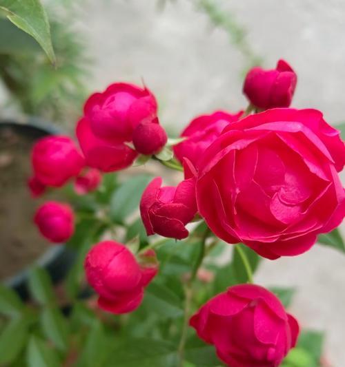 红色多头月季的花语代表什么？