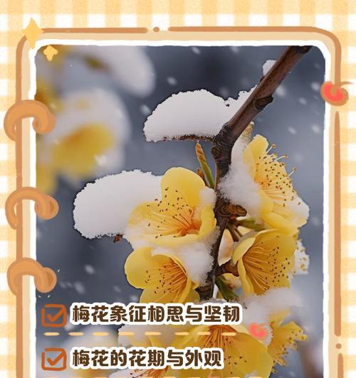 梅花花语的唯美句子有哪些？