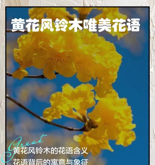 粉花风铃木的花语是什么意思？