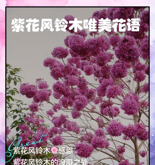 粉花风铃木的花语是什么意思？