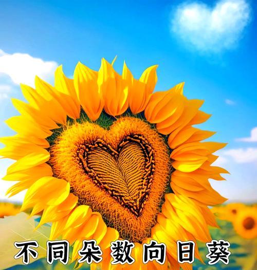 太阳花的花语有哪些含义？