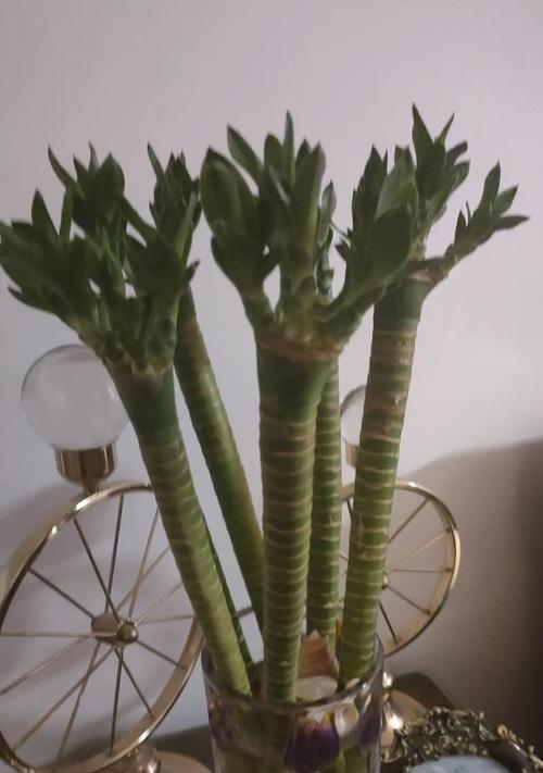 幸运竹子的花语是什么？