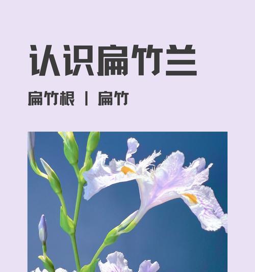 幸运竹子的花语是什么？