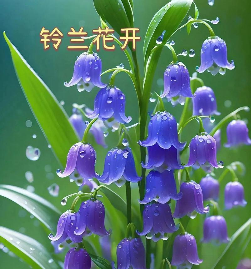 哪些花朵的花语与观察有关？