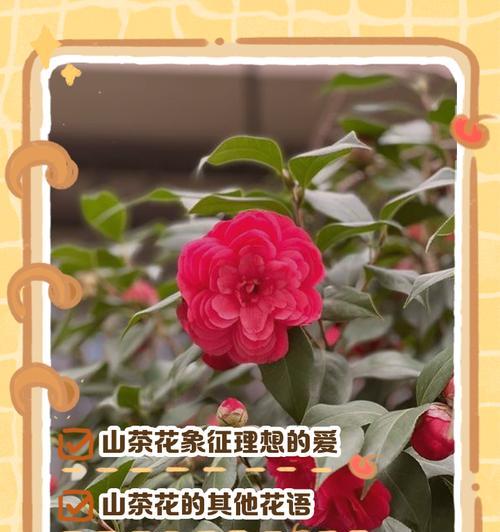 哪些花朵的花语与观察有关？