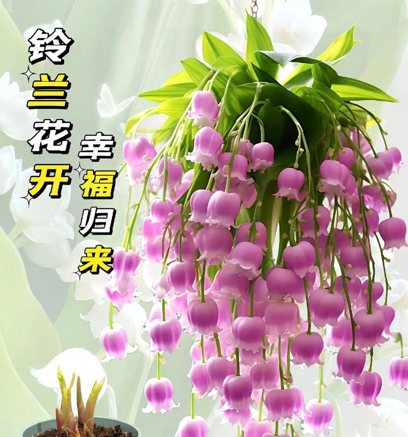 哪些花朵的花语与观察有关？