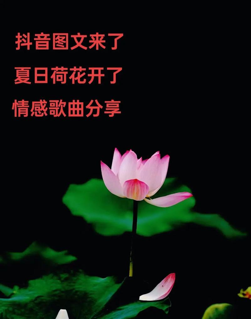 荷花在古代的花语有哪些？