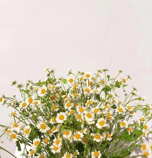 黄色雏菊花的花语是什么意思？