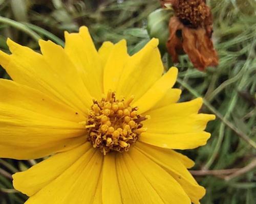 黄色雏菊花的花语是什么意思？