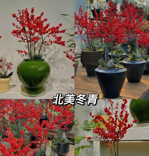 红瑞木和冬青的花语分别是什么？