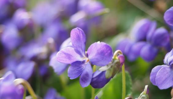 紫色假连翘花的花语是什么？