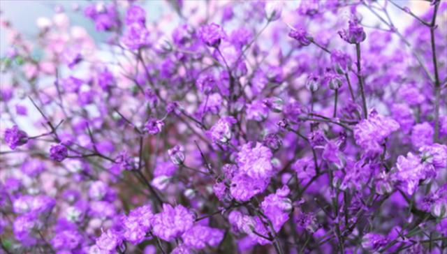 紫色假连翘花的花语是什么？