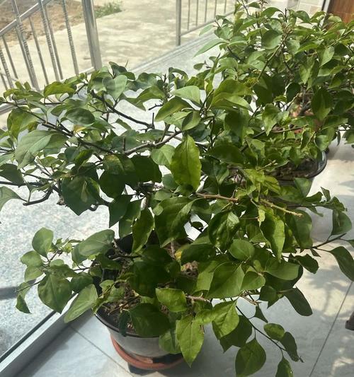 吕宋鹅掌柴的花语有哪些？