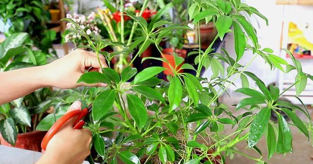吕宋鹅掌柴的花语有哪些？