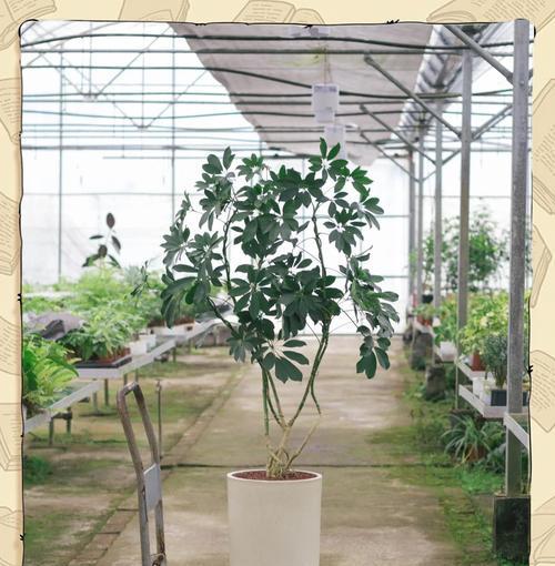 吕宋鹅掌柴的花语有哪些？