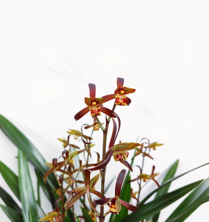 墨兰的花语代表了什么？