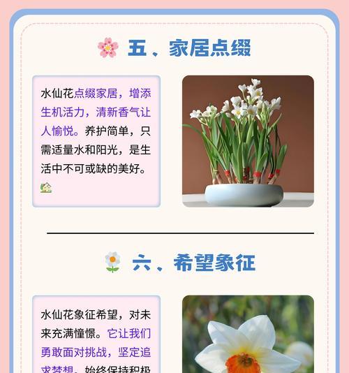 花语红水仙怎么养？有哪些注意事项？