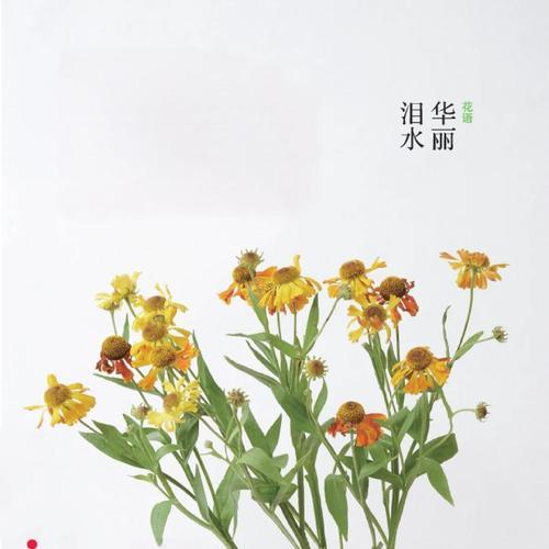 南非菊花花语大全是什么？如何理解？
