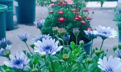 南非菊花花语大全是什么？如何理解？