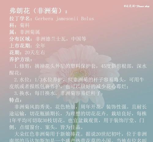 南非菊花花语大全是什么？如何理解？