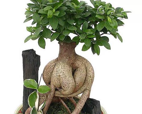 榕树和人参榕花语分别是什么？有何寓意？