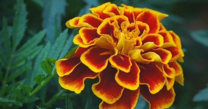 德国的国花是什么？它的花语有何含义？