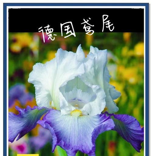 德国的国花是什么？它的花语有何含义？