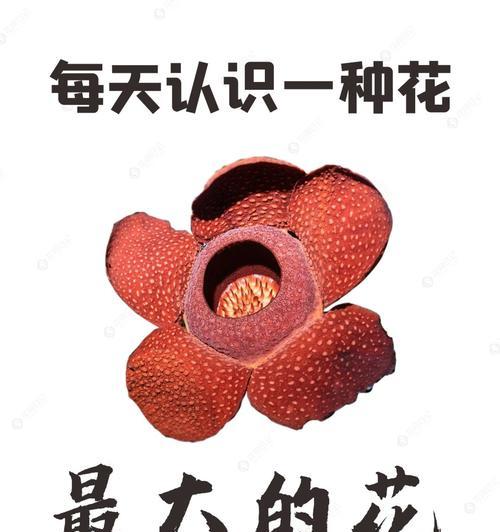 大王花的真正花语是什么？有何特别之处？