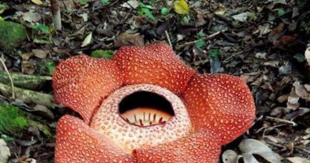 大王花的真正花语是什么？有何特别之处？