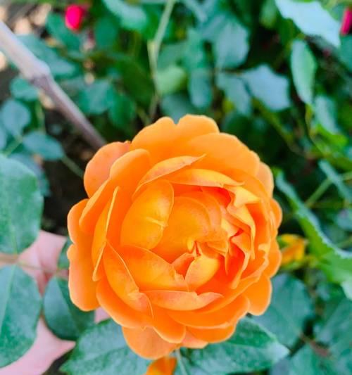开花像月季的花语是什么？有何寓意？