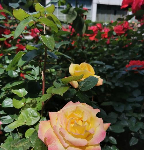 开花像月季的花语是什么？有何寓意？