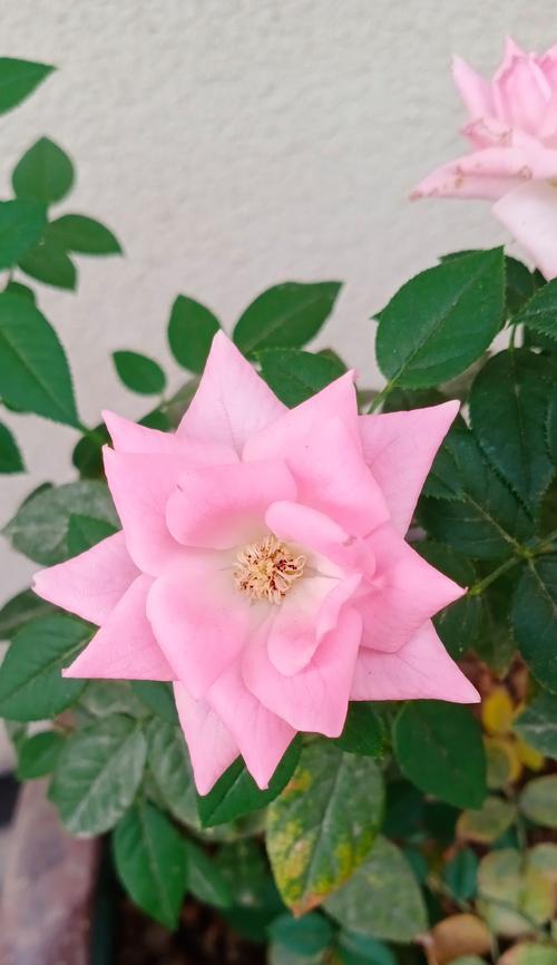 开花像月季的花语是什么？有何寓意？