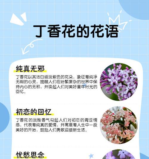 有哪些花的花语是短暂而美好的？它们代表什么？