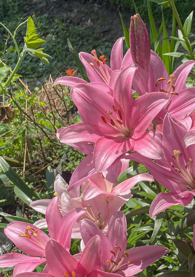 有哪些花的花语是短暂而美好的？它们代表什么？