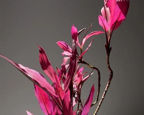 芭蕉的花语和象征是什么？有何特别之处？