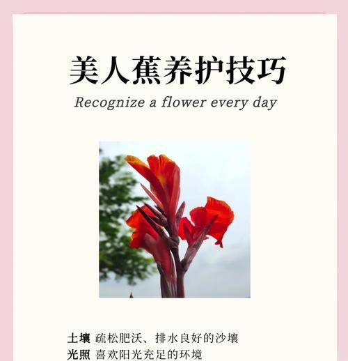 芭蕉的花语和象征是什么？有何特别之处？