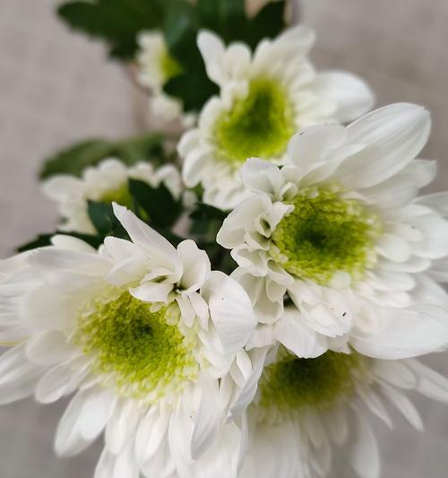 白色的菊花的花语是什么？有何寓意？