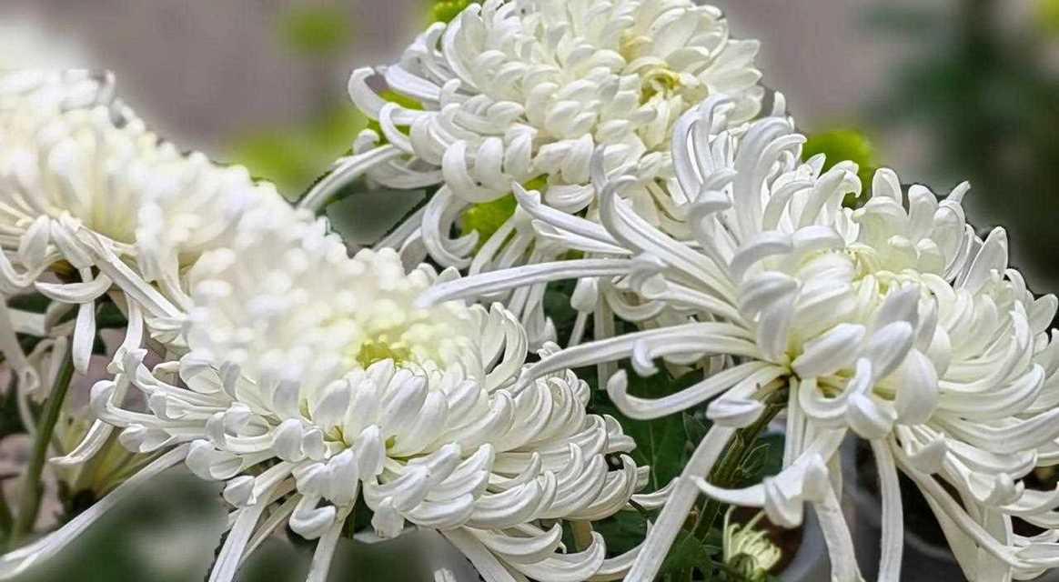 白色的菊花的花语是什么？有何寓意？