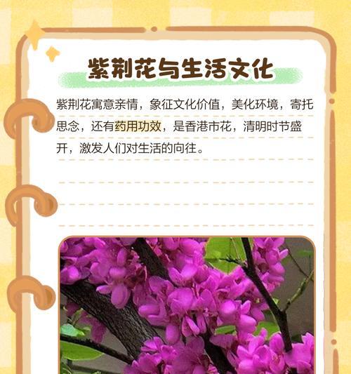 哪些花的花语代表家人？它们有何含义？