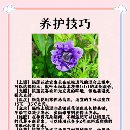 银莲花花语爱你是什么意思？有何寓意？