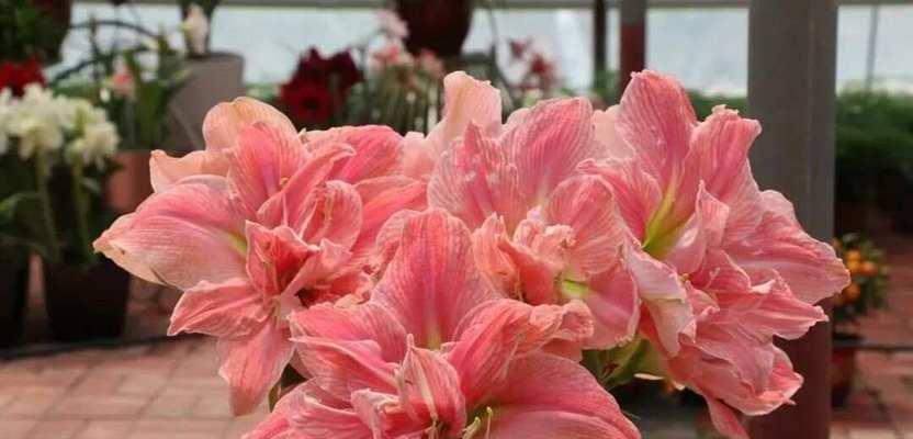 红色的花以及花语是什么？有何特别之处？