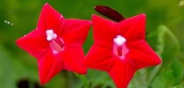 红色的花以及花语是什么？有何特别之处？