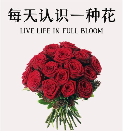 红色的花以及花语是什么？有何特别之处？