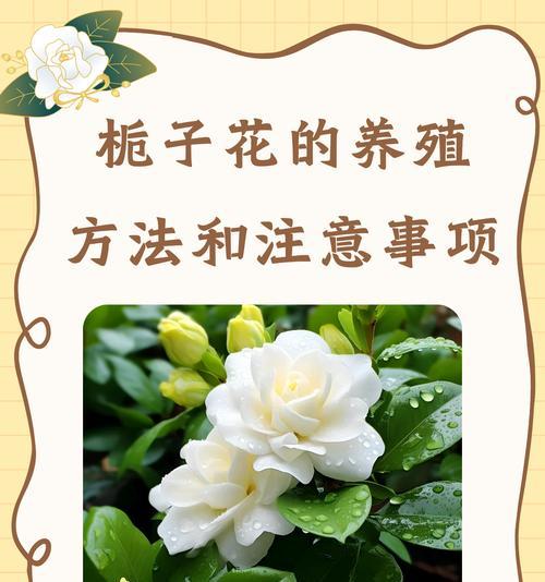 花语是洁白的花朵有哪些？它们代表什么？