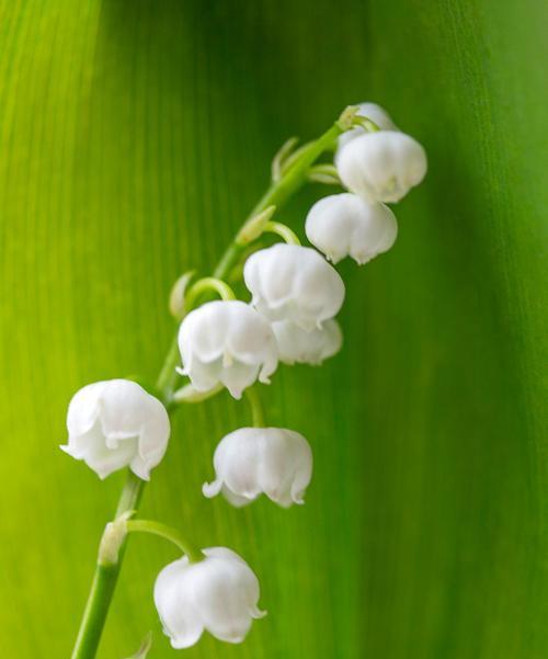 花语是洁白的花朵有哪些？它们代表什么？