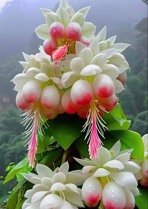 花语是洁白的花朵有哪些？它们代表什么？