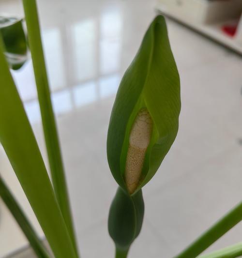 滴水观音的花语是什么？它象征着什么含义？