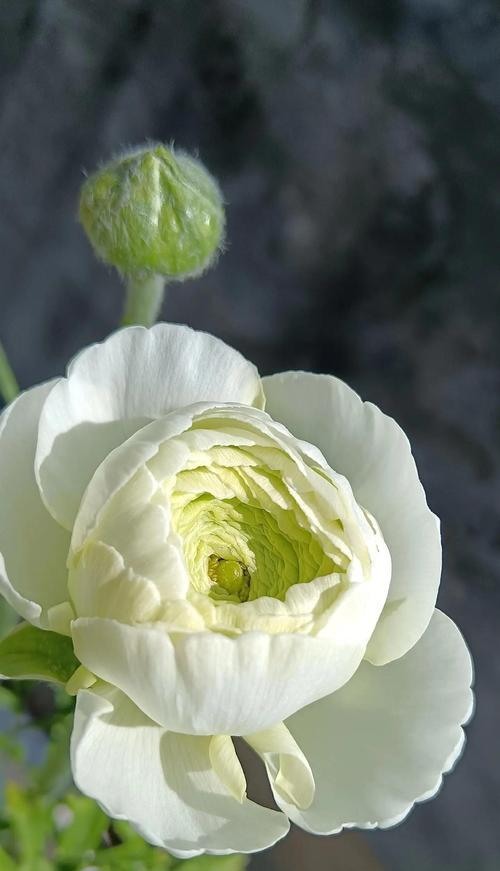 洋牡丹的真正花语是什么？它代表了哪些情感？