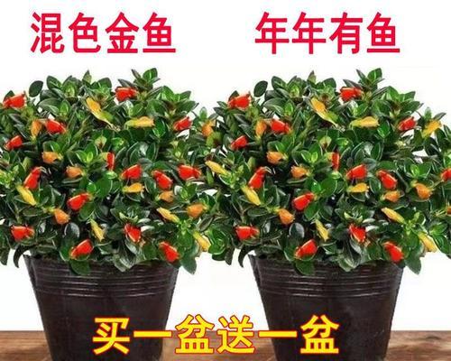 吊兰花的寓意花语是什么？它代表了哪些情感？
